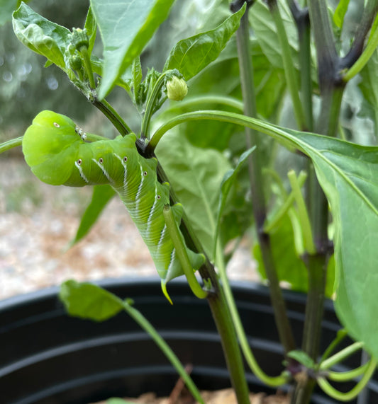 Tomato Hornworm in Colorado