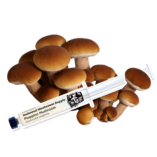 RMS Pioppino Liquid Culture Syringe