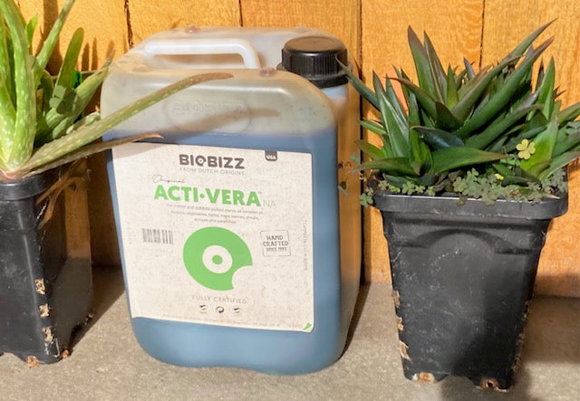 How Can Aloe Vera Benefit Growing Plants?
