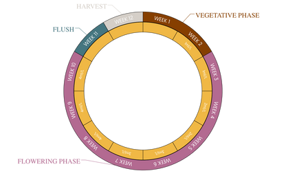 Juju Royal Green Mystic Seaweed Extract 5 L