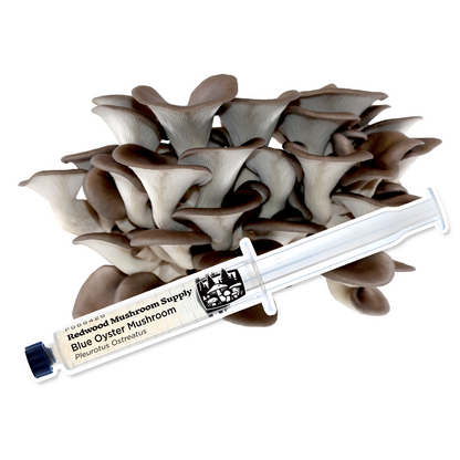 RMS Blue Oyster Liquid Culture Syringe