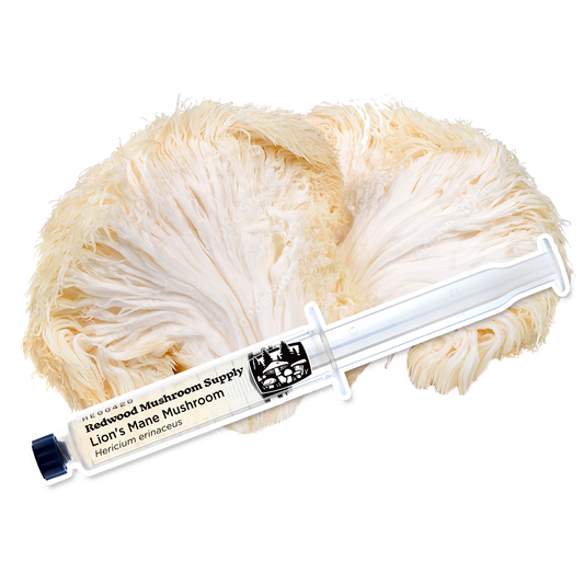 RMS Lion's Mane Liquid Culture Syringe