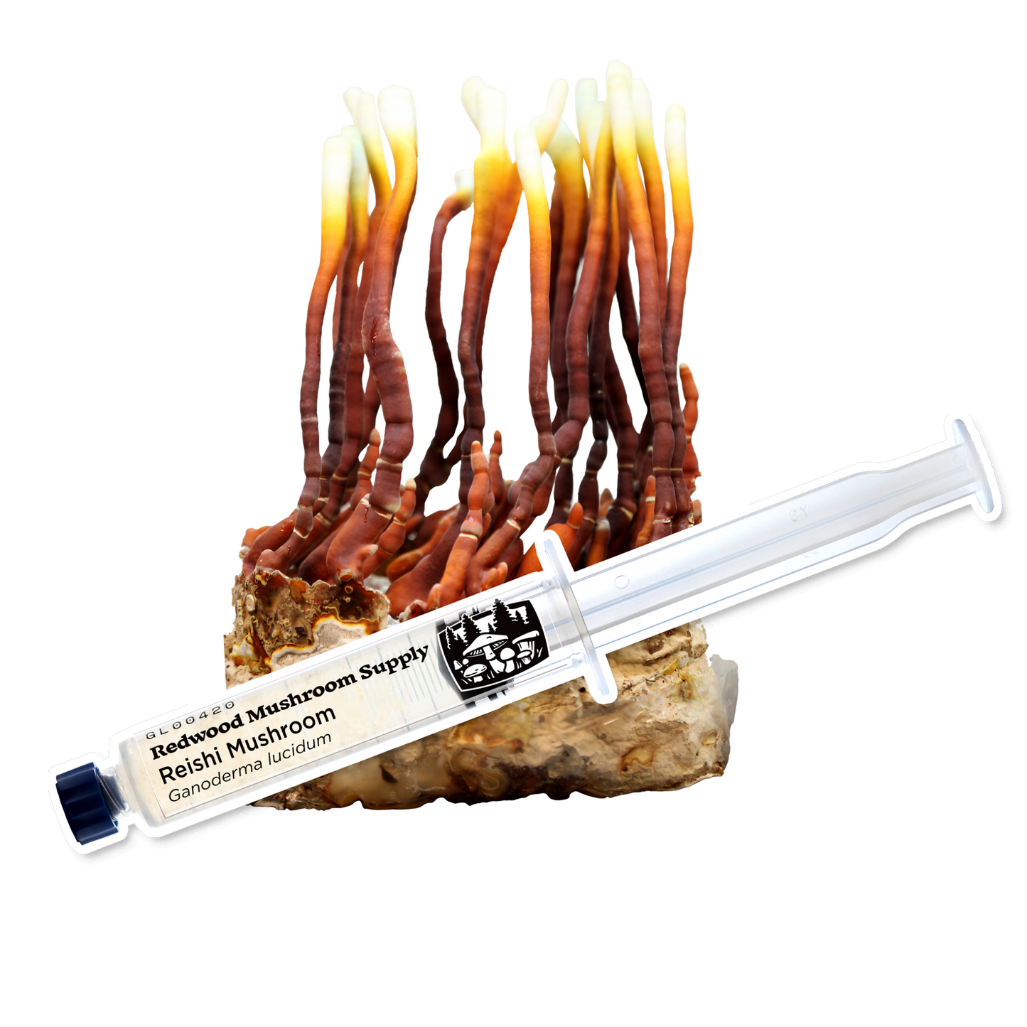 RMS Reishi Liquid Culture Syringe