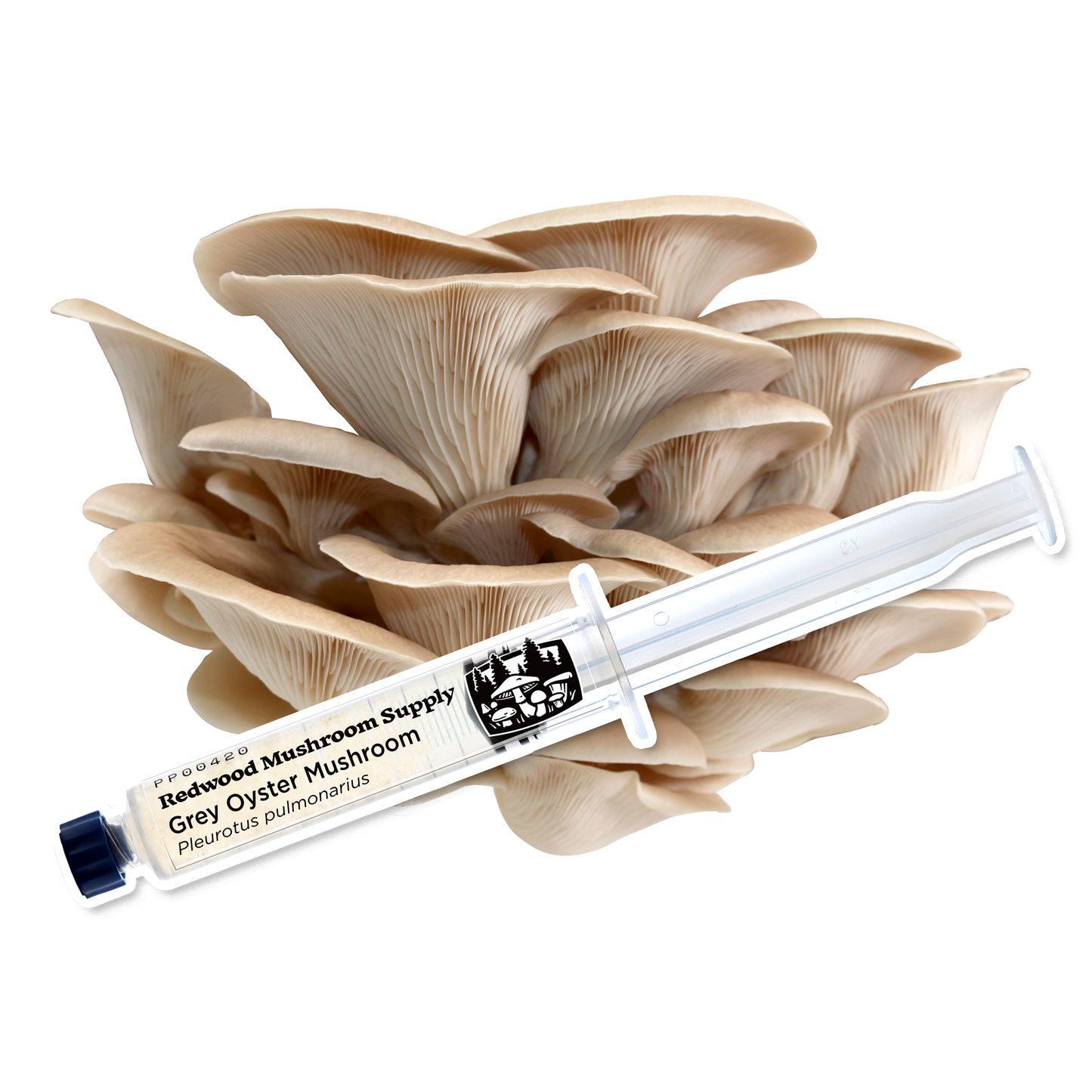 RMS Grey Oyster Liquid Culture Syringe
