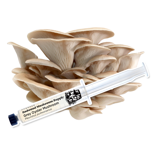 RMS Grey Oyster Liquid Culture Syringe